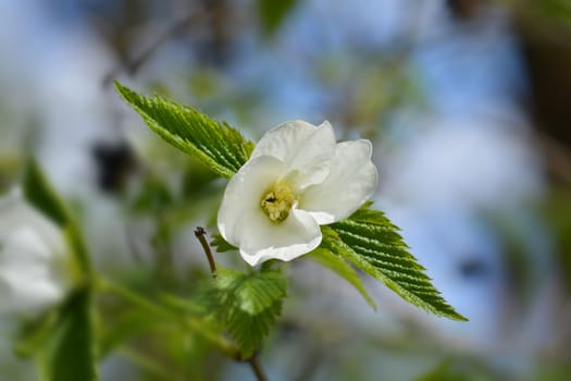 Black jet-bead - Latin name - Rhodotypos scandens