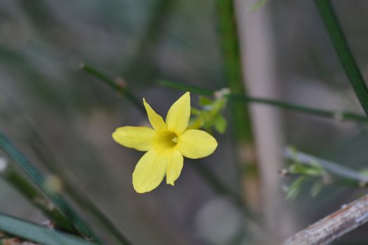 Winter jasmine - Latin name - Jasminum nudiflorum