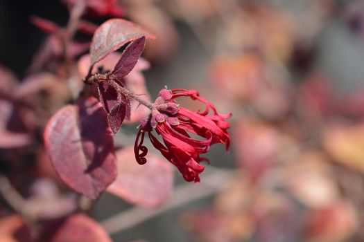 Chinese fringe flower Ever Red - Latin name - Loropetalum chinense Ever Red (Loropetalum chinense Chang Nian Hong)