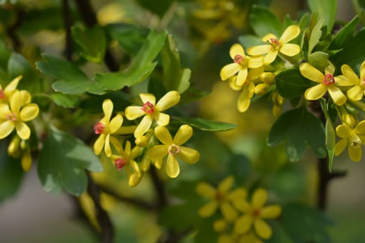 Golden currant - Latin name - Ribes aureum