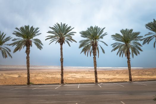 palm trees with the desert and dead sea as background