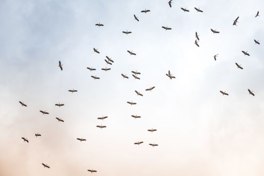 Israel, Negev, a flock of migrating storks fly over a cultivated field. Birds are a major pest to farmers