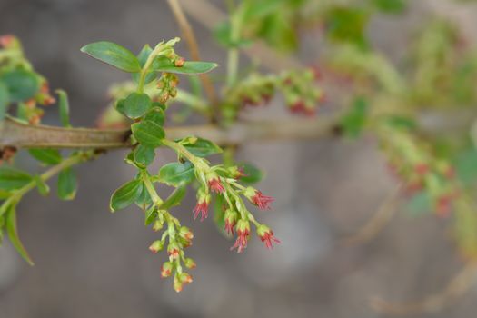 English redoul - Latin name - Coriaria myrtifolia