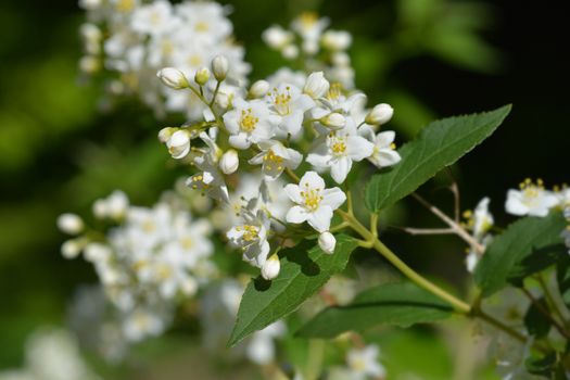 Lemoine Deutzia - Latin name - Deutzia x lemoinei