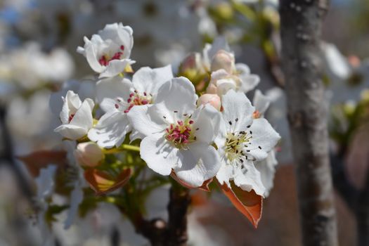 Japanese pear Hosui - Latin name - Pyrus pyrifolia Hosui