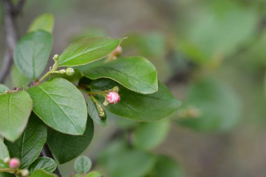 Peking cotoneaster - Latin name - Cotoneaster acutifolius