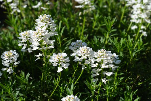 Evergreen candytuft Tahoe - Latin name - Iberis sempervirens Tahoe