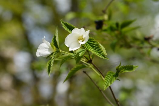 Black jet-bead - Latin name - Rhodotypos scandens