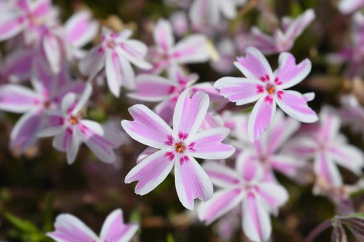 Creeping Phlox Candy Stripe - Latin name - Phlox subulata Candy Stripe