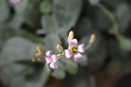 Flower dust plant - Latin name - Kalanchoe pumila