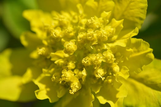 Cushion spurge yellow flowers - Latin name - Euphorbia epithymoides (Euphorbia Polychroma)