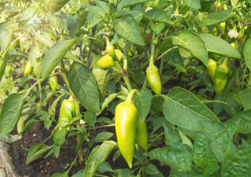 Bush of sweet green pepper growing on a bed in the garden under the sun, the concept of organic cultivation of vegetable plants in the open field.