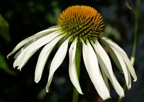 Coneflower (Echinacea purpurea), flowers of summer