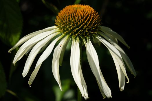 Coneflower (Echinacea purpurea), flowers of summer