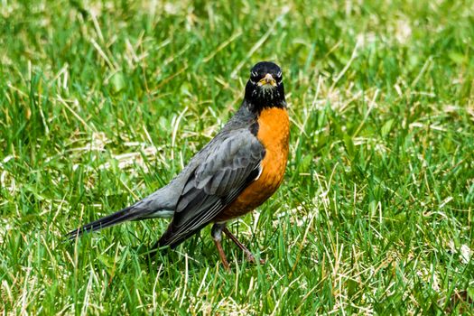 A small bird, Robin, stands among green grass and carefully watches the surroundings.