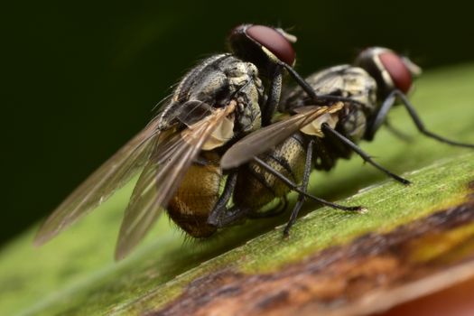 Flies breed, fly breed on leaf outdoor