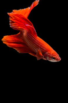 Red betta fish, siamese fighting fish on black background