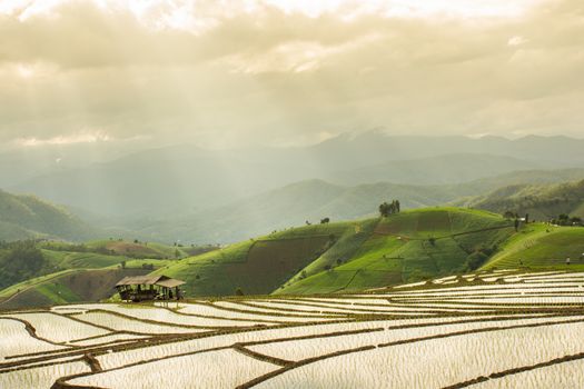 Terraced rice field in rainy season 