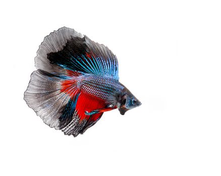 Multi-color betta fish, siamese fighting fish on white background
