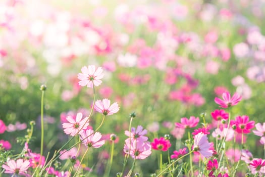 Soft, selective focus of Cosmos, blurry flower for background, colorful plants 