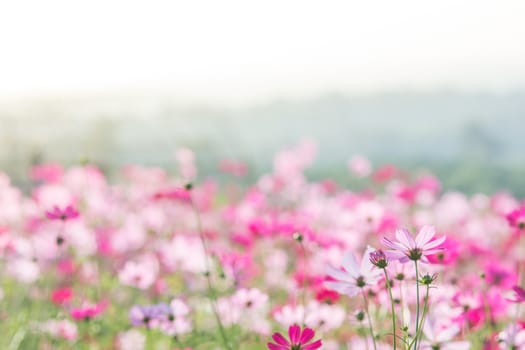 Cosmos flowers in nature, sweet background, blurry flower background, light pink and deep pink cosmos
