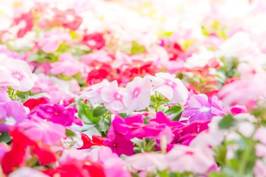 Vinca rosea flowers blossom in the garden, foliage variety of colors flowers, selective focus