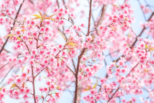 Spring time with beautiful cherry blossoms, pink sakura flowers.
