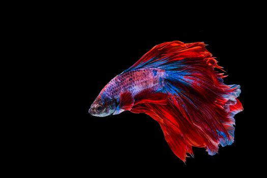 Red and blue betta fish, siamese fighting fish on black background