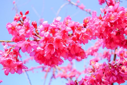 Spring time with beautiful cherry blossoms, pink sakura flowers.
