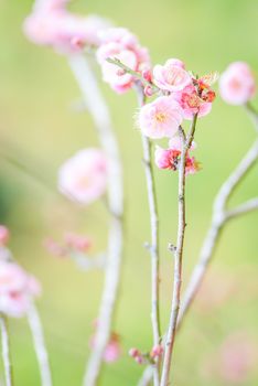 Spring time with beautiful cherry blossoms, pink sakura flowers.
