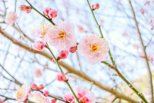 Spring time with beautiful cherry blossoms, pink sakura flowers.
