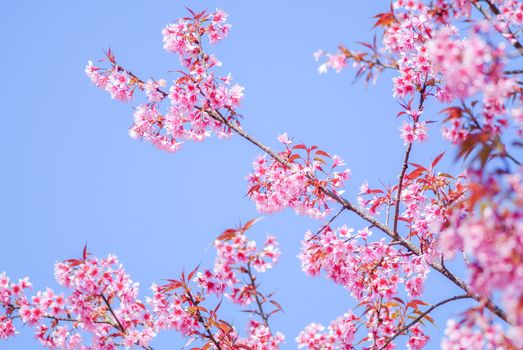 Spring time with beautiful cherry blossoms, pink sakura flowers.
