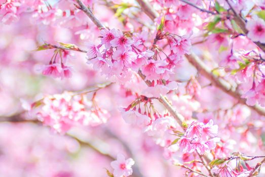 Spring time with beautiful cherry blossoms, pink sakura flowers.

