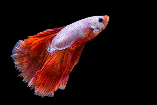 Pink and red betta fish, siamese fighting fish on black background