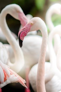 Pink Flamingo-close up, it has a beautiful coloring of feathers. Greater flamingo, Phoenicopterus roseus
