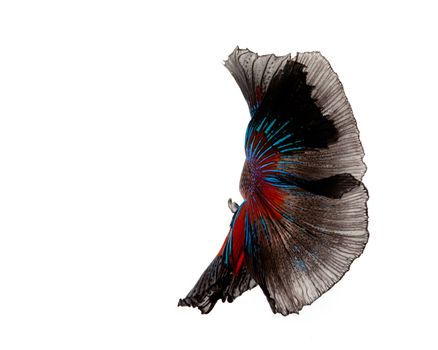 Multi-color betta fish, siamese fighting fish on white background
