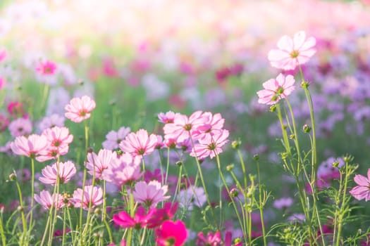 Soft, selective focus of Cosmos, blurry flower for background, colorful plants 