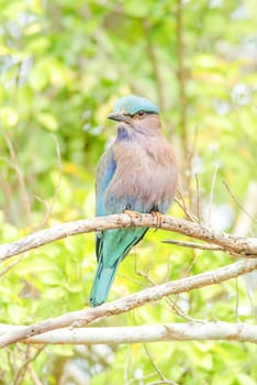 Indian Roller (Coracias benghalensis) on the branch. They are found widely across tropical Asia
