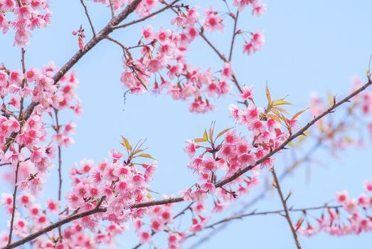 Spring time with beautiful cherry blossoms, pink sakura flowers.
