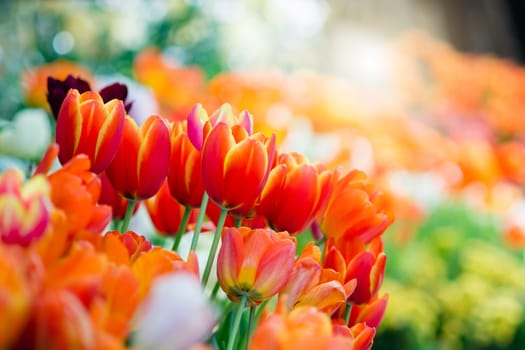 Tulip in spring with soft focus, unfocused blurred spring Tulip, bokeh flower background, pastel and soft flower background.
