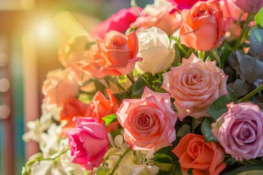 Rose and warm light in garden background , beautiful moments of love and happy life.
