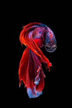 Red and blue betta fish, siamese fighting fish on black background