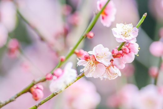 Spring time with beautiful cherry blossoms, pink sakura flowers.
