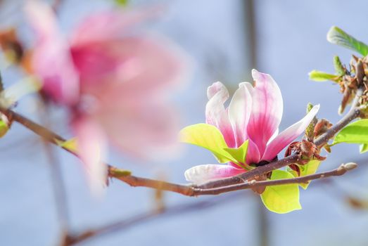 Pink magnolia. A branch of tender spring pink flower primrose magnolia