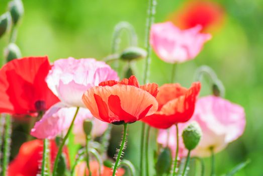 Poppies flowering Latin papaver rhoeas with the light behind