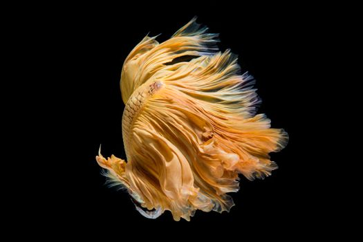 Yellow gold betta fish, siamese fighting fish on black background