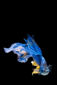 Blue and yellow betta fish, siamese fighting fish on black background