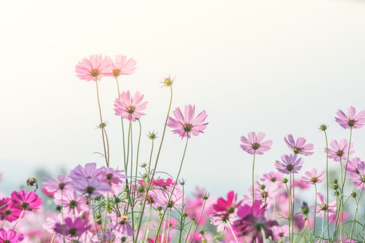 Cosmos flowers in nature, sweet background, blurry flower background, light pink and deep pink cosmos
