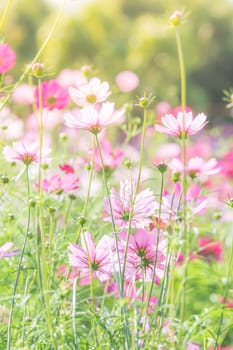 Cosmos flowers in nature, sweet background, blurry flower background, light pink and deep pink cosmos
