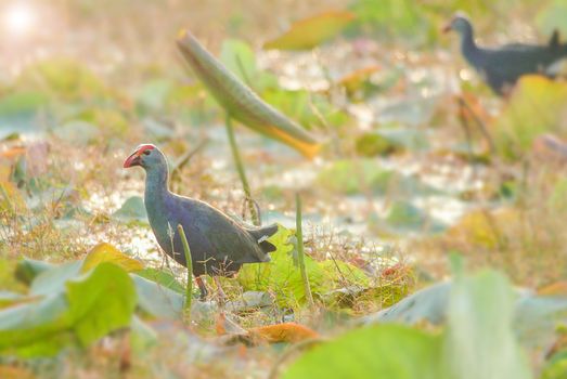 Blurry Purple Swamphen, birds background. It is a large rail, mainly dusky black above, with a broad dark blue collar, and dark blue to purple below.
